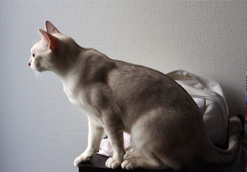 在国外很流行,在国内则很罕见,波米拉猫你听说过吗
