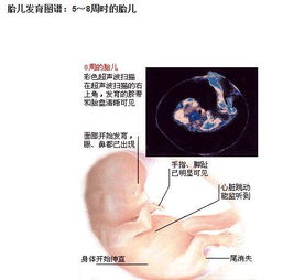 怀孕初期的3个月 胎儿发育的过程及B超所见 