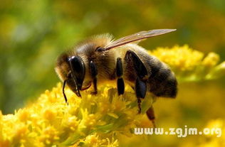 梦见蜜蜂采蜜