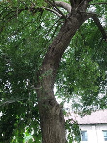 请问这是一棵什么树 在家门口,70年了,村里人都不知道是什么树 