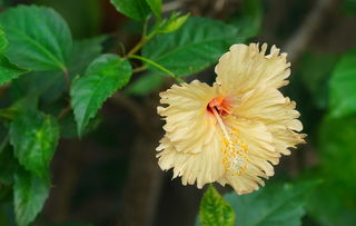 倒芙蓉，一种独特而神秘的花卉传说，倒芙蓉是什么意思