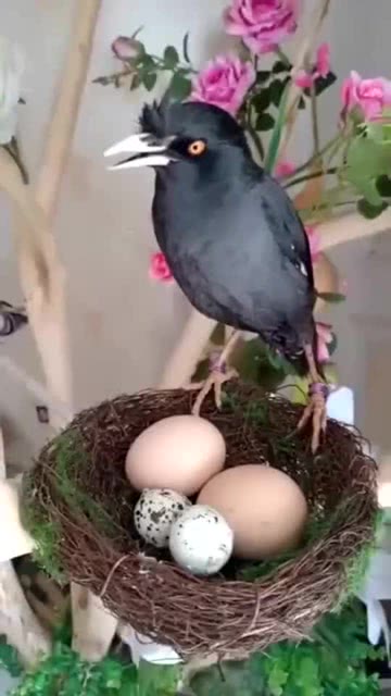 主人把两个鸡蛋放进鸟窝,八哥回来后,直接懵逼了 
