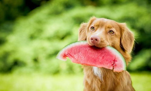 养狗新手必看 资深饲养员传授夏季狗狗中暑的预防与急救方法