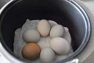 借鸡蛋的智慧(一个鸡蛋的哲理故事 每天给一个鸡蛋)