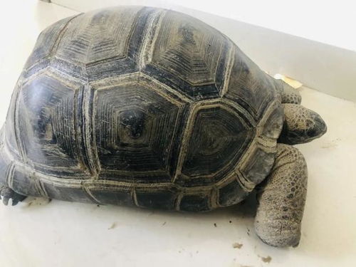 苏州吴江一市民捡到30斤重的 大乌龟 , 竟是世界濒危保护动物