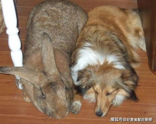 比狗大的兔子 盘点世界上八种体型最大的动物