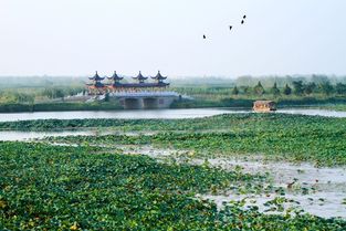 东方花旗杯 2015 泗洪生态湿地国际半程马拉松