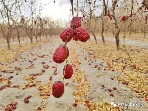 怎么识别打蜡的红枣-图2