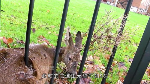 猫咪被鱼刺卡住喉咙,主人从嘴里拔出鱼刺,看着太可怜了 