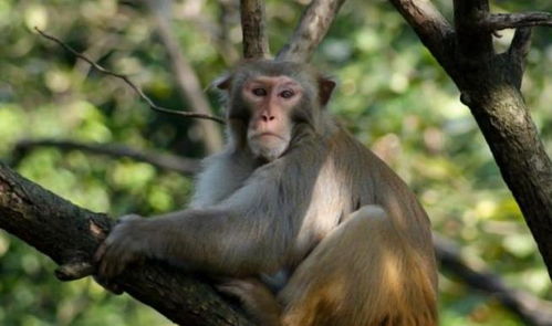 花果山 猴帮 ,攻击印度村庄,三百多只狗损落,背后啥情况 猴子 村子 报复 