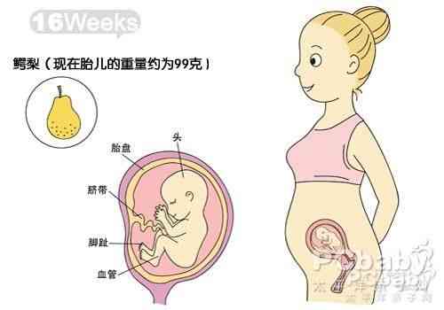 胎儿16周图片(怀孕16周的胎儿大概多大)