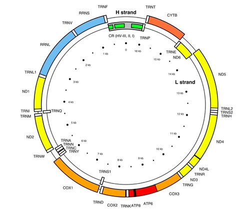 染色体的故事 线粒体DNA 