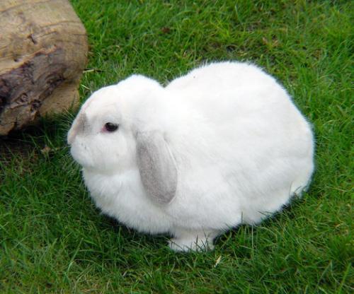 白兔的寿命一般多长时间 
