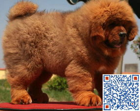 上海哪里有卖藏獒的 藏獒幼犬多少钱一只