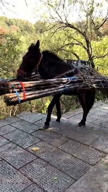 爬山的时候遇到了它们,那么陡的山坡食物居然都是它们给运上去的 