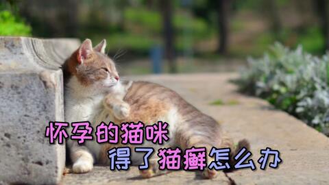 小猫得了猫癣怎么办