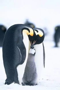 可爱小企鹅