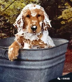 夏天给宠物狗洗澡注意事项 