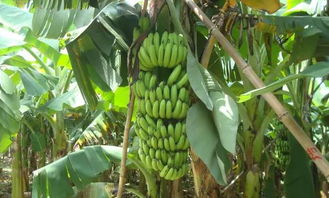 香蕉里有种子吗,香蕉籽能发芽吗?求解