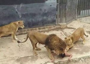 小伙跳进狮子群求死,自己没死掉,狮子却被他害死了 