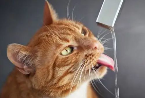 猫咪不爱喝水,需要给喵灌水吗