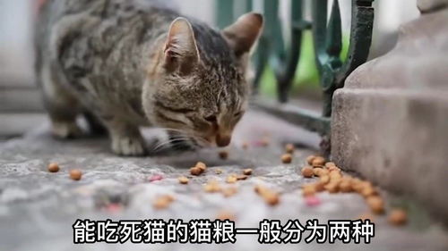 为什么有些猫粮会吃死猫呢 