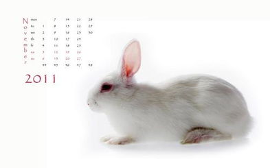 新年新气象 2011兔年月历壁纸大放送 