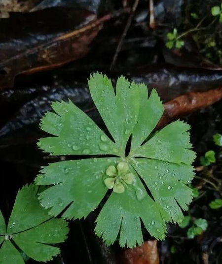 世界上最孤独的植物,终生只长一片叶子,只开一朵花