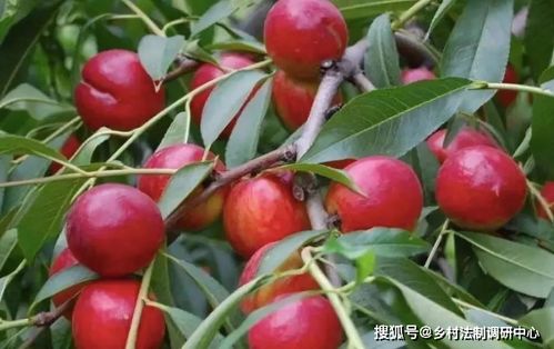 油桃核种植方法(油桃的桃核怎么种)