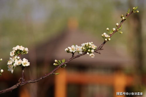 下周内,月老加油,缘分和桃花长久相伴,余生幸福美好的四大生肖