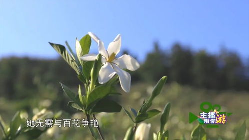 视频 主播带你游 栀 等你来看花海