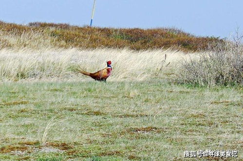 野鸡明明已经 泛滥 ,农村随处可见,为何还是国家保护动物