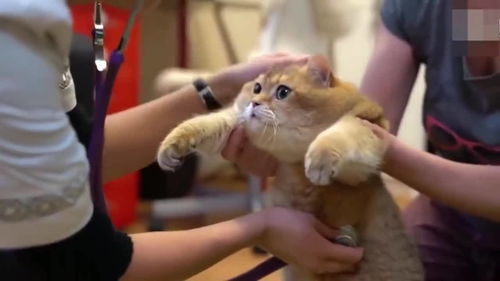 美国橘猫被带去宠物医院打针,全程被撸,头顶都快被撸秃了,广西网友 好可爱 