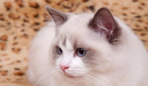布偶猫,又称布拉多尔猫,是猫中体型和体重最大的一种猫