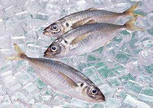 海鲜鱼类鲜美小鱼餐饮海产美食素材图片 模板下载 2.41MB 其他大全 标志丨符号 