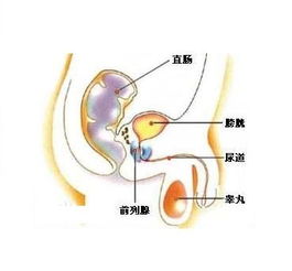 有什么好的药物可以治疗前列腺炎？咸阳哪家医院比价好