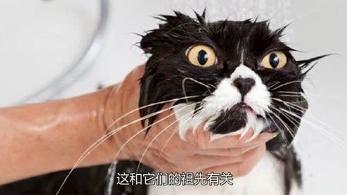 一进水盆就 惨叫 的家猫,为什么这么怕水 听听专家怎么解释的 