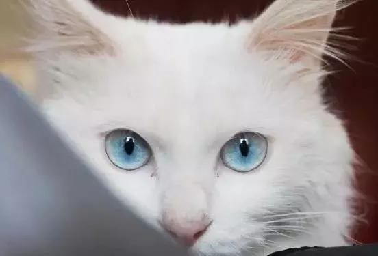被诅咒的白猫 白猫 蓝眼 耳聋 白猫 阳光 癌