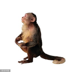 你身边有属猴的人么 请珍惜1968 2016年出生的属猴人