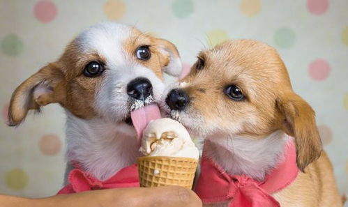 想要抓住夏天的小尾巴,给狗狗喂冰淇淋 作为主人你需要了解这些