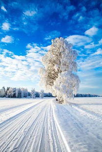 一组极美的雪景图片