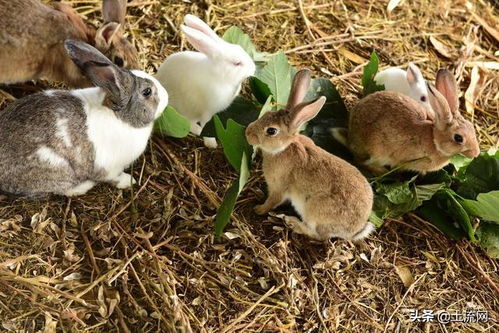 养殖兔子500只大概利润是多少 附兔子养殖技术