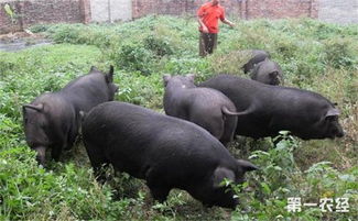养殖土猪能挣钱吗 土猪养殖市场前景怎么样