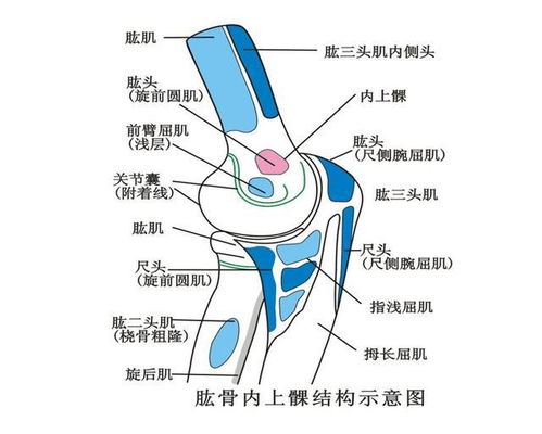 手不能握,胳膊肘外侧疼痛是怎么回事 这几种方法帮助大家缓解