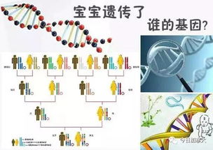 夫妻谁的基因决定了孩子智商和相貌 太准了