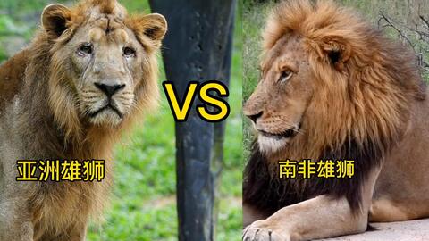 关于狮子, 你了解多少, 非洲狮个亚洲狮哪个体积庞大, 你知道吗