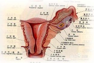 妇科炎症怎么来的,跟大家分享一下 妇产科 