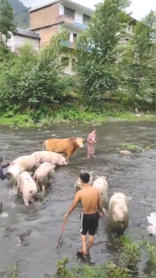 给猪洗澡,在河里洗的太开心了 