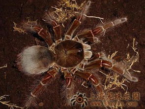 世界上最大的蜘蛛有多大 加图片 搜 