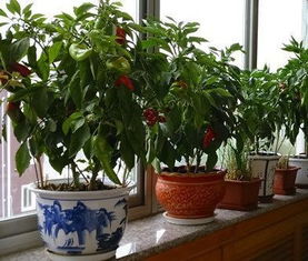 4种常见阳台,适合盆栽不同植物,不能瞎养 